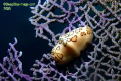 flamengo snail, turks and caicos by T. Singer 
